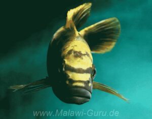 Melanochromis baliodigma 'Masinje'